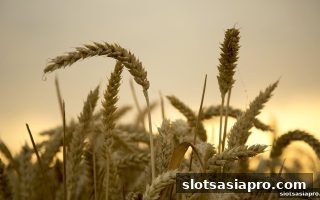 电子游戏平台极速时时彩VIP奖励返还机制：等级、比例与领取全解析