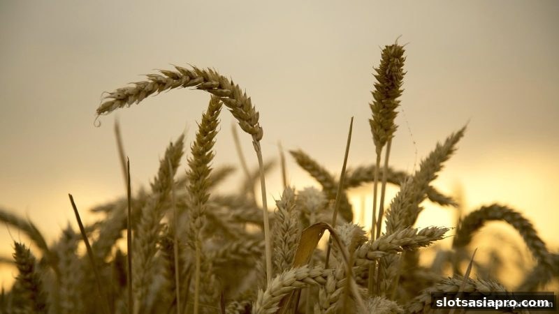电子游戏平台极速时时彩VIP奖励返还机制：等级、比例与领取全解析